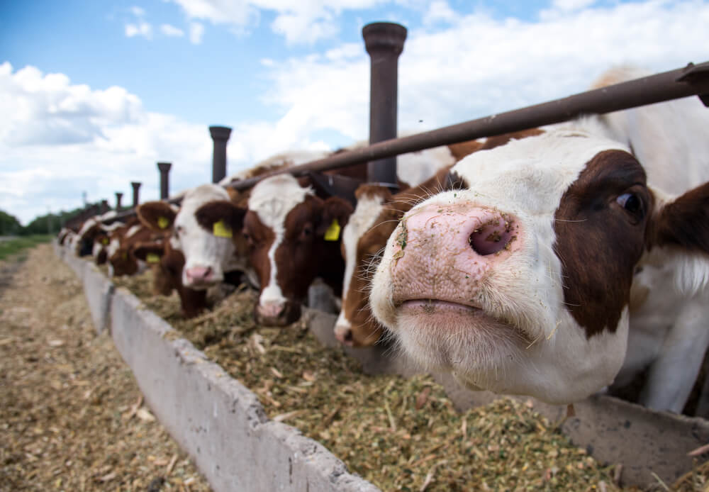 Agrovet Services - Cows Feeding